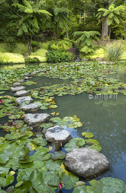 在Terra Nostra植物园的百合池和踏脚石